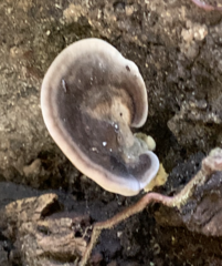 Nigroporus vinosus