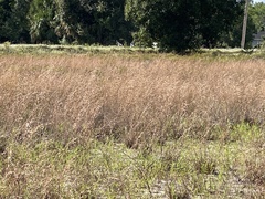 Andropogon capillipes