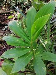 Costus laevis