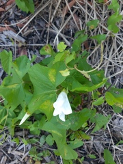 Calystegia sepium