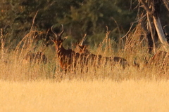 Alcelaphus buselaphus caama