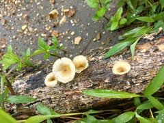 Lentinus flexipes