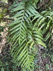 Polypodioideae