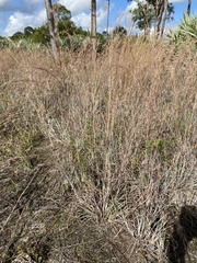 Andropogon capillipes