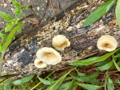 Lentinus flexipes