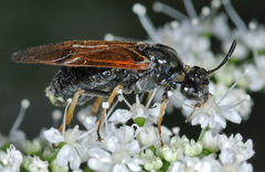 Arge ustulata