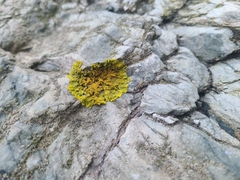 Xanthoria parietina
