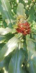 Costus bracteatus