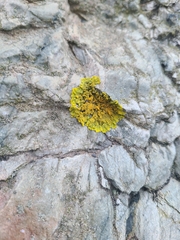 Xanthoria parietina