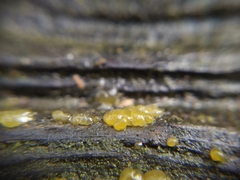 Dacrymyces