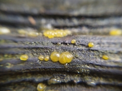 Dacrymyces