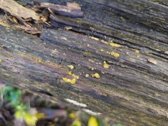 Dacrymyces