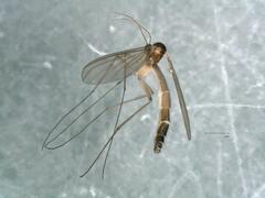 Speolepta leptogaster