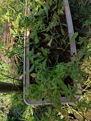 Hippobroma longiflora