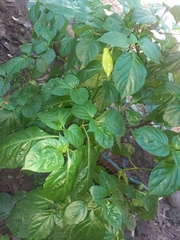 Capsicum chinense