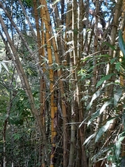 Bambusa vulgaris