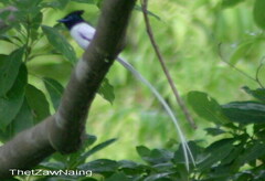 Terpsiphone paradisi