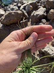 Asphodelus