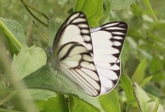 Appias libythea olferna