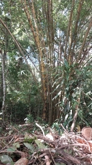 Bambusa vulgaris