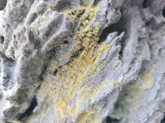 Teloschistaceae