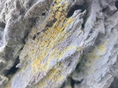 Teloschistaceae
