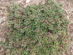 Limonium pseudominutum