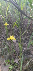 Iris arenaria