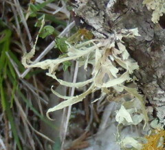 Ramalina