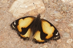 Junonia hierta