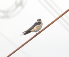 Cecropis striolata