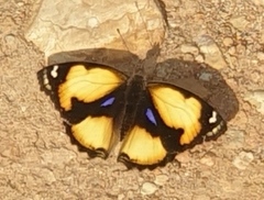 Junonia hierta