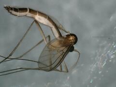 Speolepta leptogaster