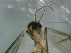 Speolepta leptogaster