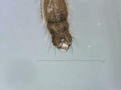 Speolepta leptogaster