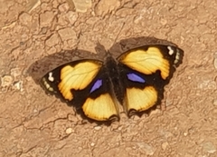 Junonia hierta