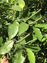 Maclura tinctoria