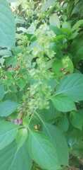 Ocimum