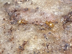 Lasius