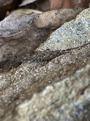 Scutigera coleoptrata