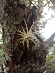 Tillandsia
