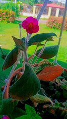 Gesnerieae