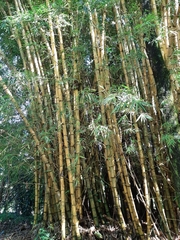 Bambusa vulgaris