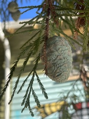 Taxodiomyia cupressiananassa