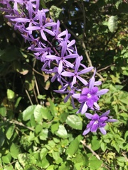 Petrea volubilis