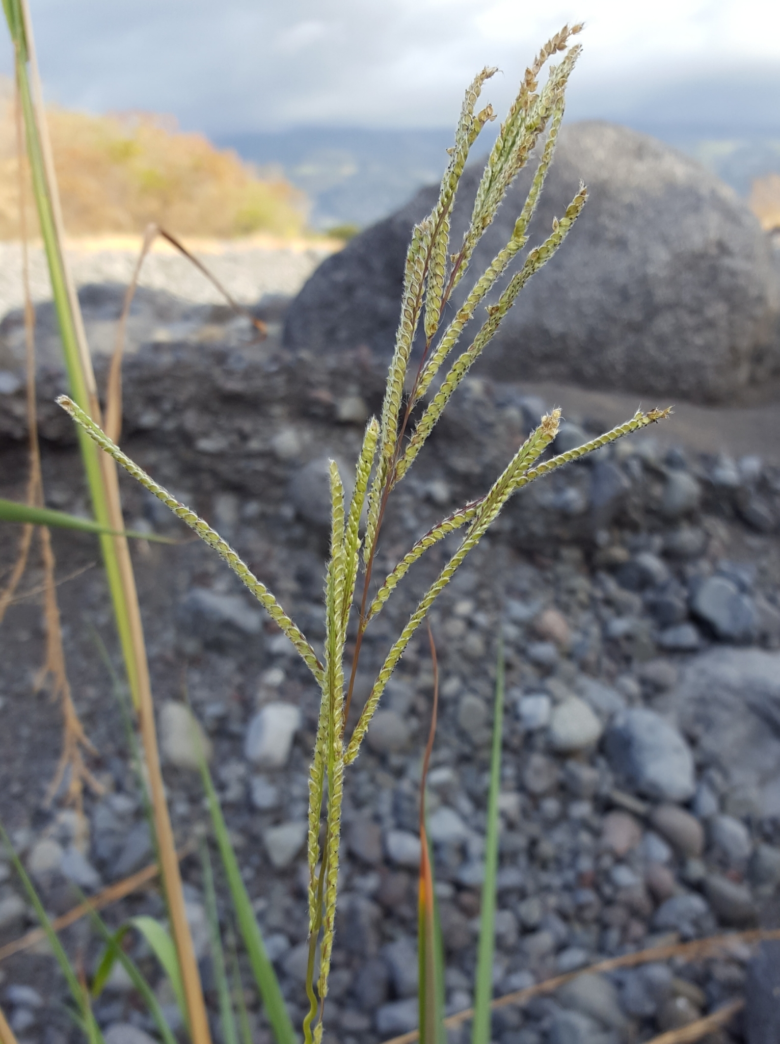 (c) François Rousseu, certains droits réservés (CC BY-NC) https://www.inaturalist.org/observations/143043369