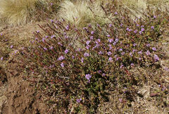 Thymus schimperi