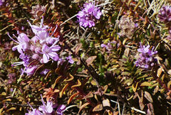 Thymus schimperi