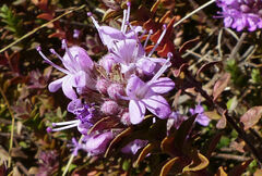 Thymus schimperi