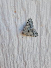 Digrammia colorata
